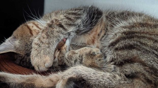 A cat in Sarajevo, relaxing