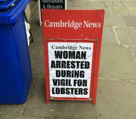 Cambridge news: woman arrested during vigil for lobsters